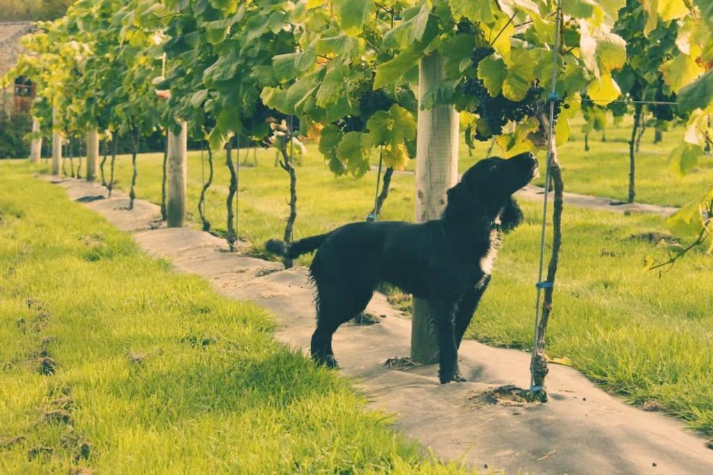 Vineyard Country Cottage Llanerch-Aeron Kültér fotó