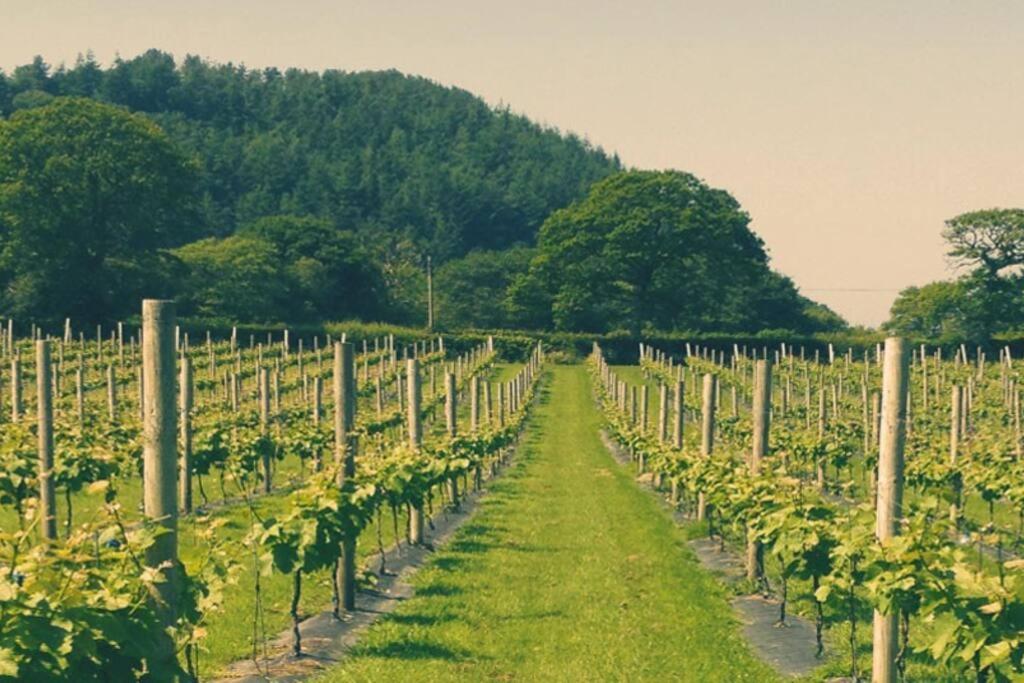Vineyard Country Cottage Llanerch-Aeron Kültér fotó